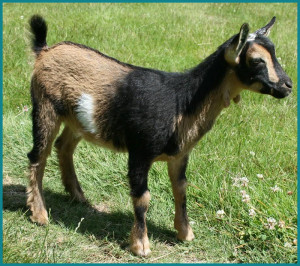chacha_doeling2015